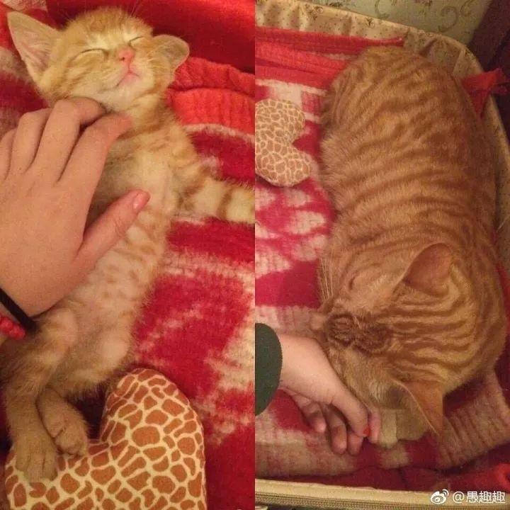 岁月是把杀猪刀, “杀”了我的小奶猫