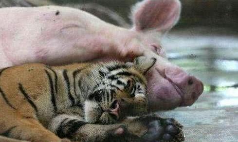 老虎从小被家猪养大, 最后它对家猪的态度, 让工作人员很感动