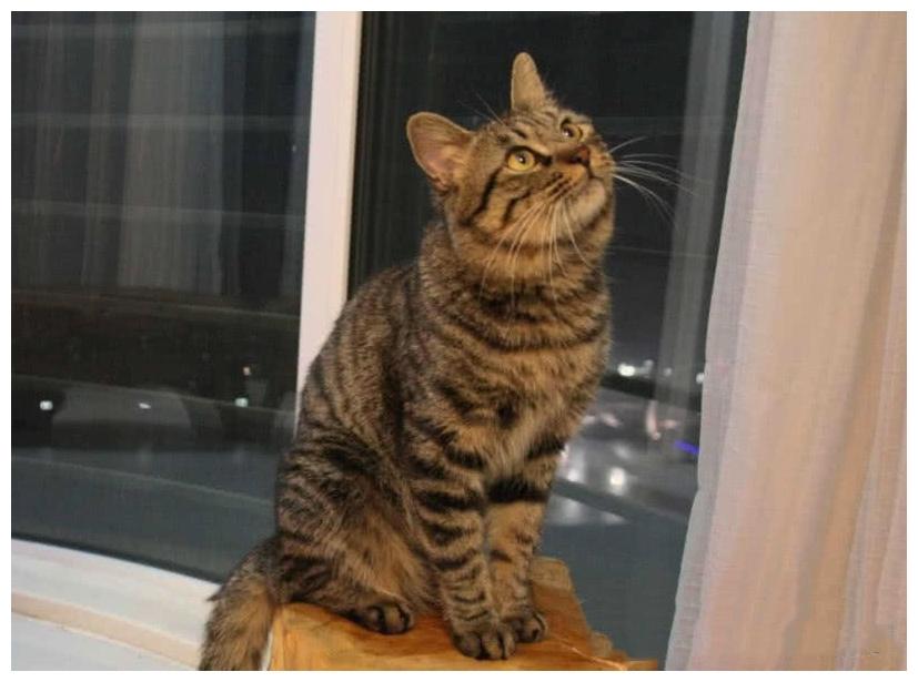 猫咪挺着个大肚子, 就是不生小猫, 兽医一席话让主人面红耳赤