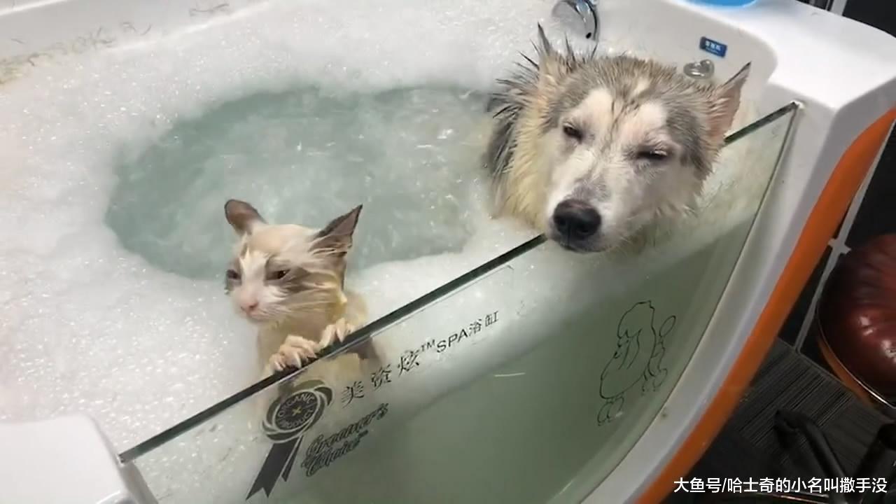 哈士奇和布偶猫一块洗澡! 看着一脸淡定的二哈, 求猫咪的心里阴影