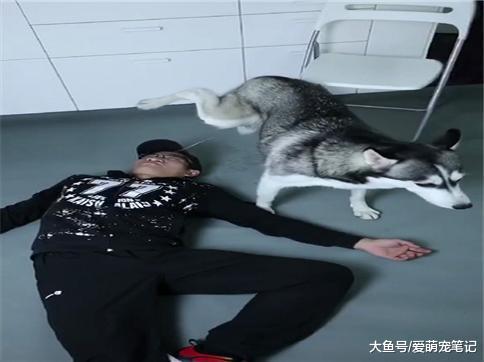 铲屎官假装晕倒测试哈士奇的反应, 没想到它用尿救醒主人, 好聪明