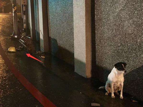 国产版“忠犬八公”, 主人摔伤住院, 狗狗一直原地等待!