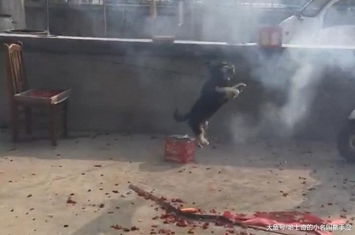 发小结婚, 他家小狗都为他高兴, 围着烟花不停的跳舞