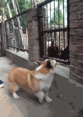 柯基在鸡圈外面作威作福, 主人抱它进去后, 接下来的反应众人笑喷