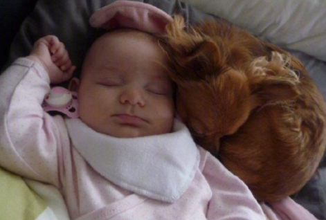 狗狗: 主人我走了, 你们晚安, 我不能再陪伴你了