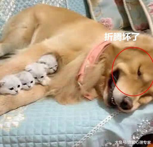 4只小奶猫到处乱跑, 主人让金毛帮忙照顾, 再次看到时画面很有爱