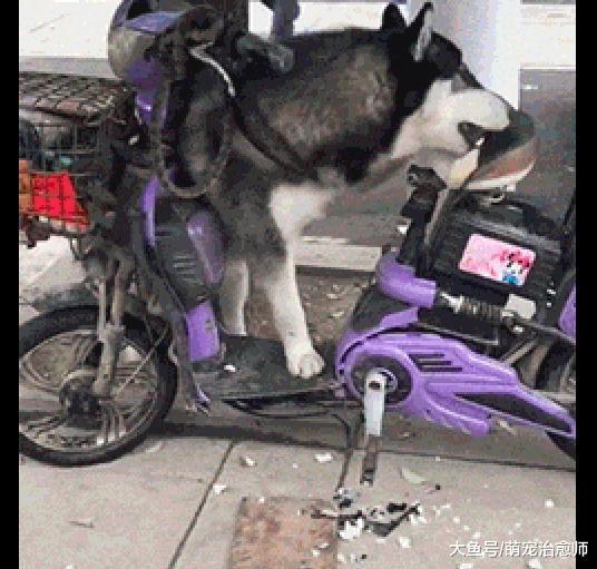 主人把哈士奇拴在电瓶车上, 回来就看见二哈正在拆车座, 好崩溃!
