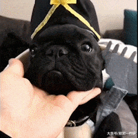 给家里两只母狗吃鸡腿, 给公狗吃馒头, 主人说这叫穷养儿子富养女