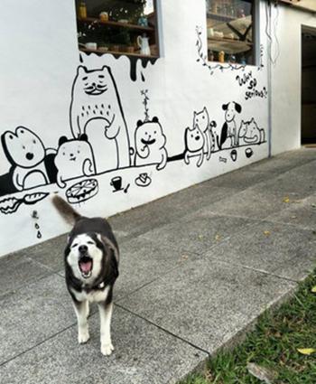 宠物店为啥总是“盯着”二哈不放?