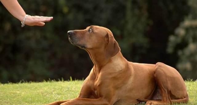 想知道你家狗狗是不是“智障狗”, 看看它有没有这些表现就好了!