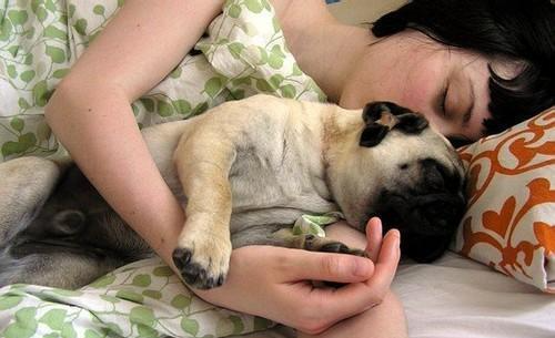 你家狗都在哪睡觉? 这几种狗狗不同的睡觉位置, 你家狗中了吗?