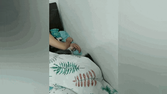 主人让二哈给自己暖床, 狗子不仅半夜嚎叫, 还对主人使出无影脚…