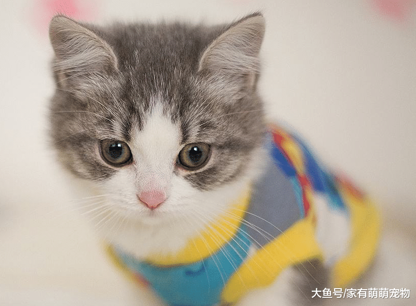 猫咪有这5种行为, 说明它不爱你了, 赶紧想办法补救吧!