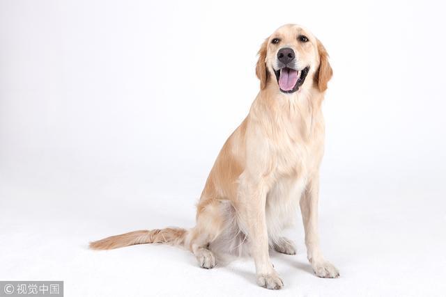 想养金毛的提高警惕了! 别让金毛的常见病成为你的噩梦!