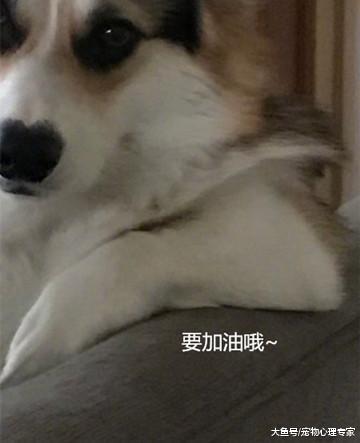 柯基犯错后毫无悔意, 竟露出这样的姿态, 铲屎官气得需要救心丸