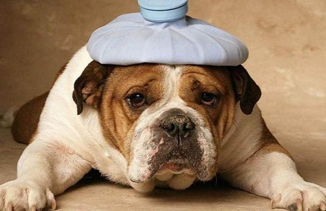 爱犬有这5种标志性信号, 不及时送医, 分分钟让你肠子悔青!