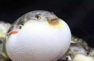 世界三大被自己“蠢死”的动物, 也是被“一蠢蠢一群”笑喷了