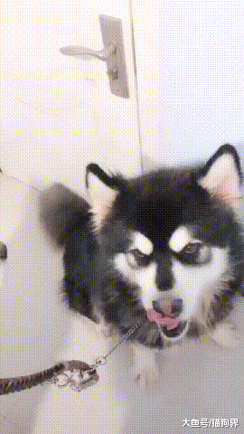 主人: 一会出去玩, 都不许起飞! 阿拉斯加: 你那么重! 飞不动!