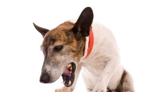 爱犬有这5种标志性信号, 不及时送医, 分分钟让你肠子悔青!