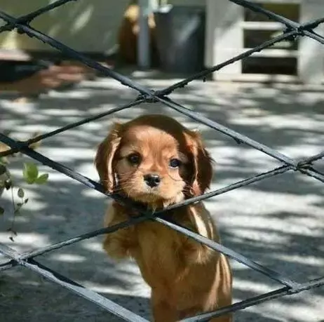 养狗那么麻烦, 我为什么还要养?