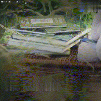 被医生判定一辈子不会说话的自闭症女孩, 竟然是一只猫让她开了口