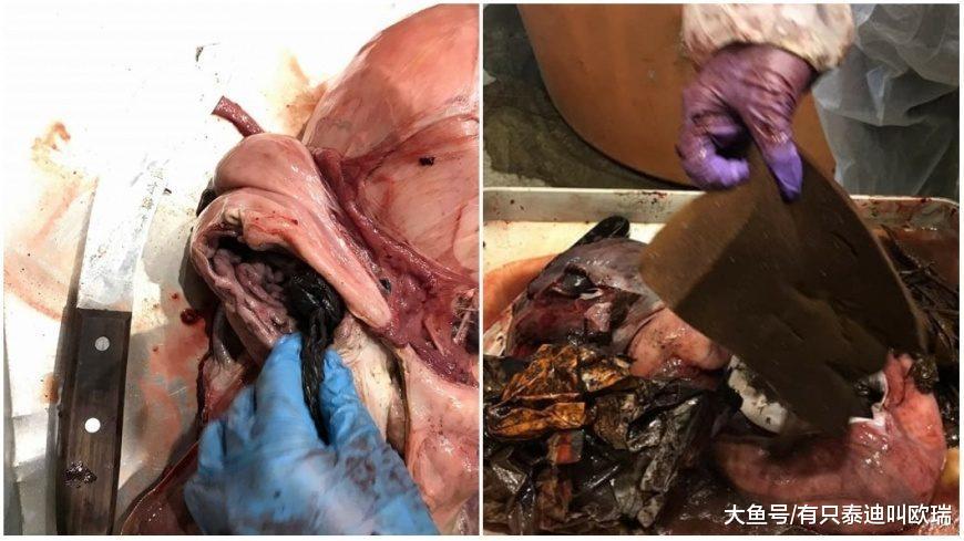 3只搁浅小虎鲸「胃里惊见塞满18个塑胶袋+大海绵」活活饿死