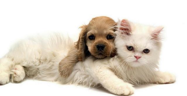 连宠物都有保险了? 你投保了吗?