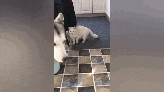 主人给猫买新窝, 哈士奇躺在窝里不走, 二哈: 我占的就是我的……