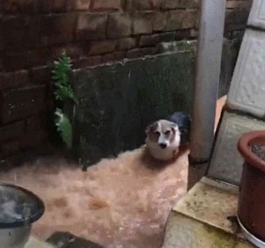 带柯基遛弯遇上暴雨, 狗狗腿太短被卡住了, 狗狗: 我是谁我在哪?