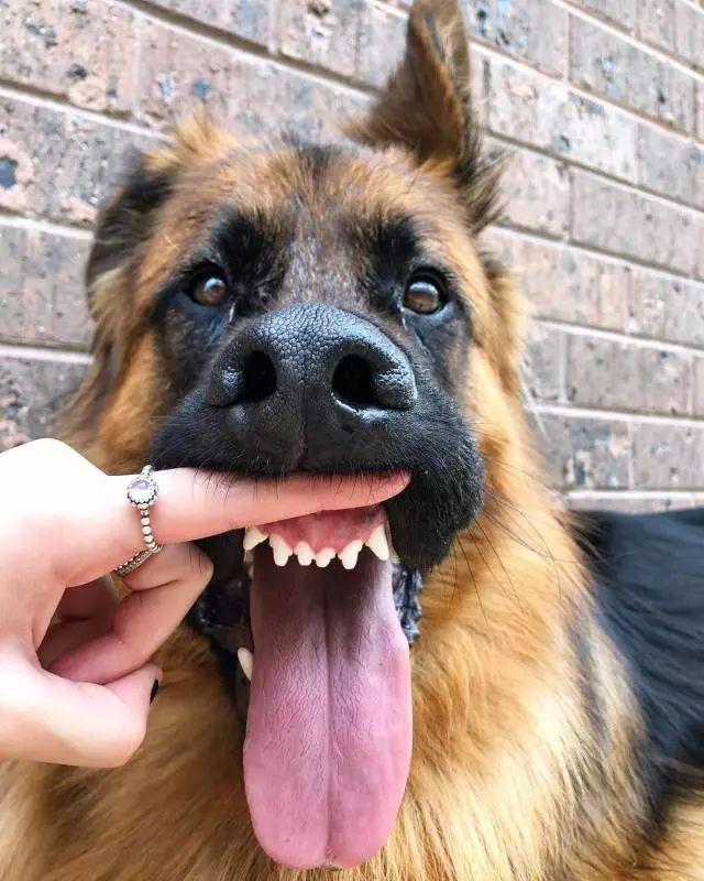 怕吓到人, 狗子居然努力长了一对违和的萌耳朵?