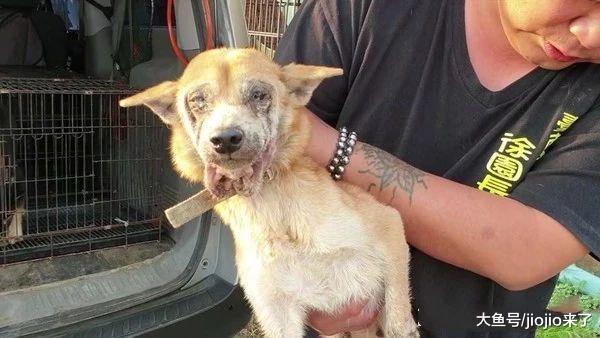 两柴犬被弃空屋等死, 他好心喂养第二天却看到这一幕……