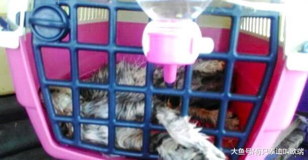 将100多只动物放不通风货柜活活热死, 死前的模样让人不忍卒睹