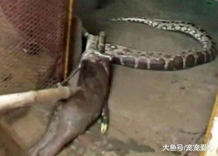 女子半夜被羊咩吵醒, 出去查看原因, 后半夜都处于失眠状态