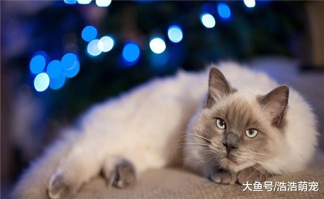 5种温柔亲人的猫咪, 第五种最受欢迎, 第一种没两三万买不到