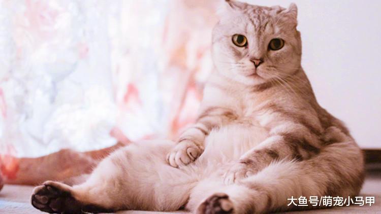 选对猫主子想要的, 挑食都是不存在的!