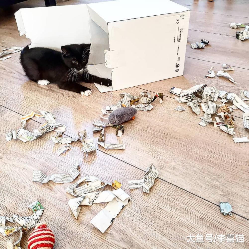 看看别人家乖巧的猫咪, 再看看自己家的小霸王, 这对比也太强烈了