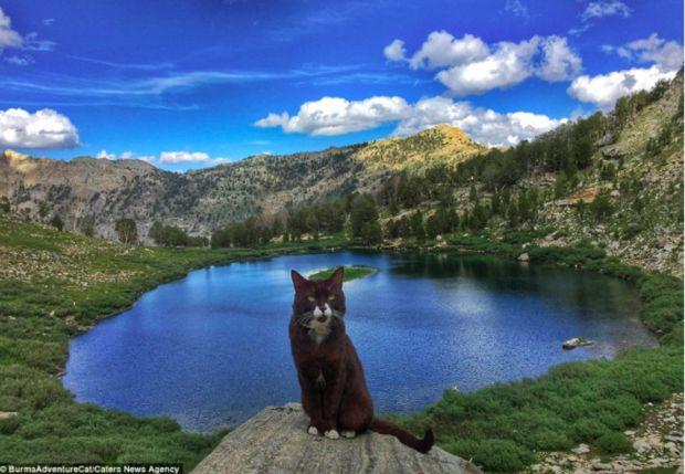这只喵星人在山上像小老虎, 一逛平地超市竟然...
