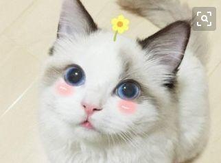 南方猫咪去北方过冬, 没被冻死竟然还不想走, 喵: 你一个人回去吧