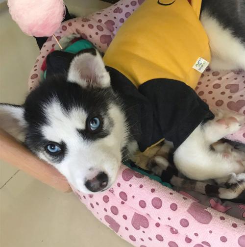 弃养等同于谋杀! 在国外, 这些重罪的行为, 在我们国家每天都在发生