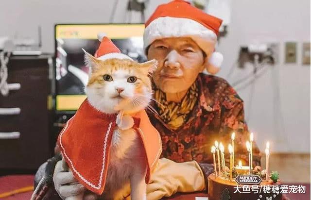 韩国一橘猫被奶奶“关怀”长大, 奇特画风爆红网络, 网友: 好有爱