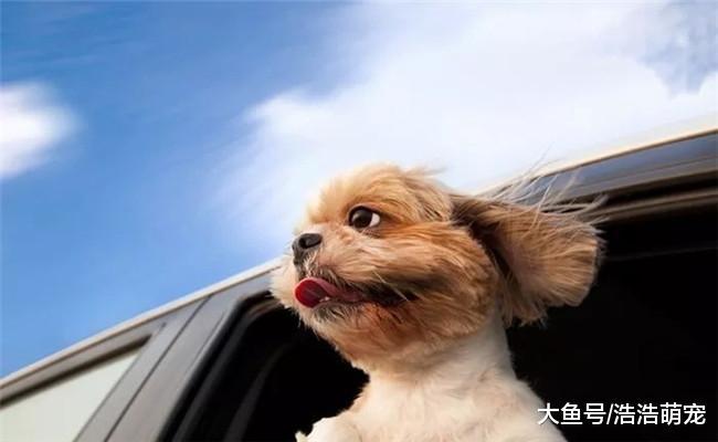 狗狗坐车时, 为啥喜欢把头伸出窗外? 原因有四个