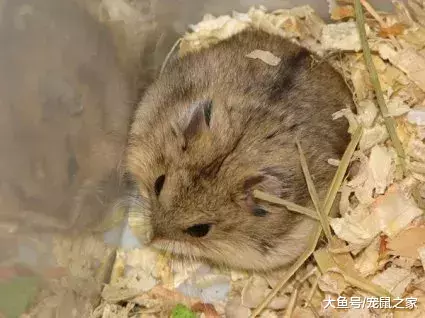 一文带你走进仓鼠世界: 仓鼠种类之坎贝尔仓鼠