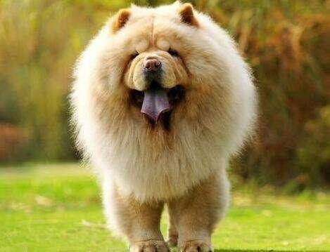 对于新手来说, 饲养这5种狗狗就是一场噩梦, 最好想清楚!