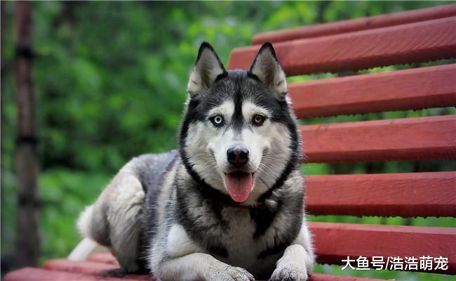 盘点奔跑快的5种狗狗, 哈士奇第三, 第一名没有争议