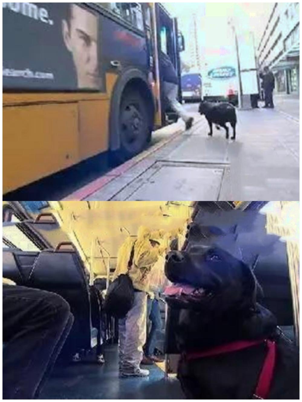 神了? 这只狗狗每天坐公交出去浪, 附近一带小有名气!