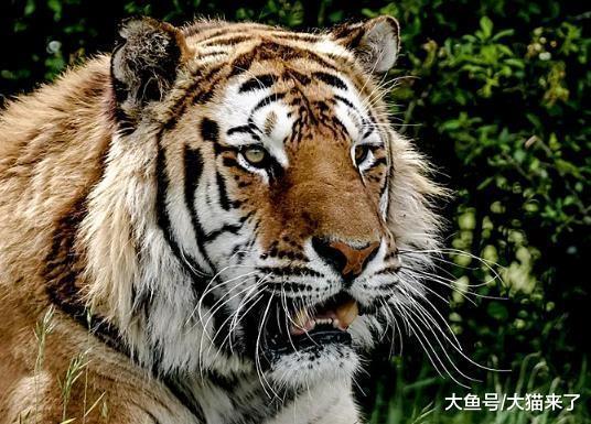 野生猫科动物为什么会濒危? 全部原因都怪人类?