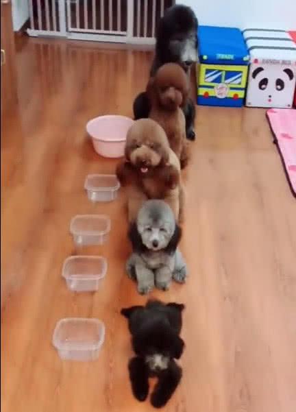 泰迪排队吃饭, 主人说碗大装的多, 结果它把大家伙叼上来了!