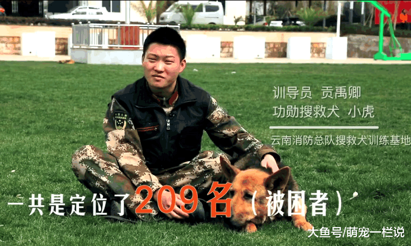 伟大的搜救犬——小虎, 曾在汶川大地震中定位了209名被困者