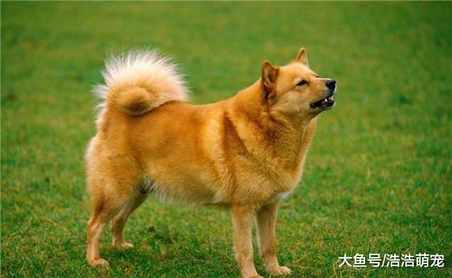 抱狗也需要方法, 下面5种都是错误的, 作为宠主你都知道吗?