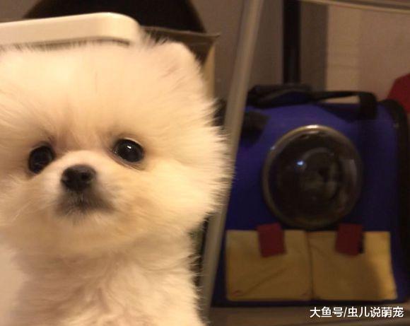 网友和博美一起玩儿, 把手放到博美嘴里, 狗狗: 把手拿出去!